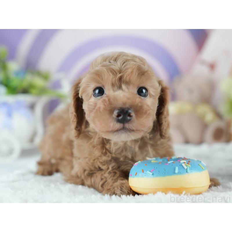 成約済の茨城県のトイプードル-413683の2枚目